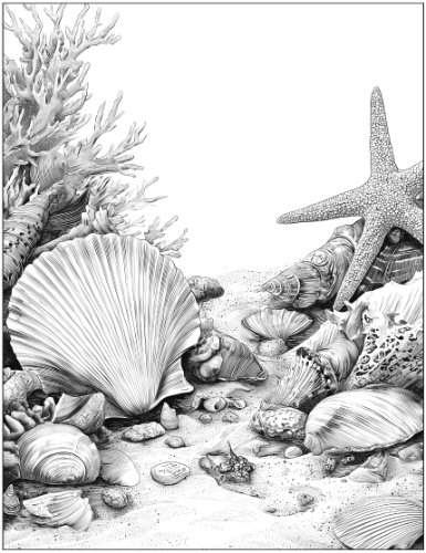 seashells