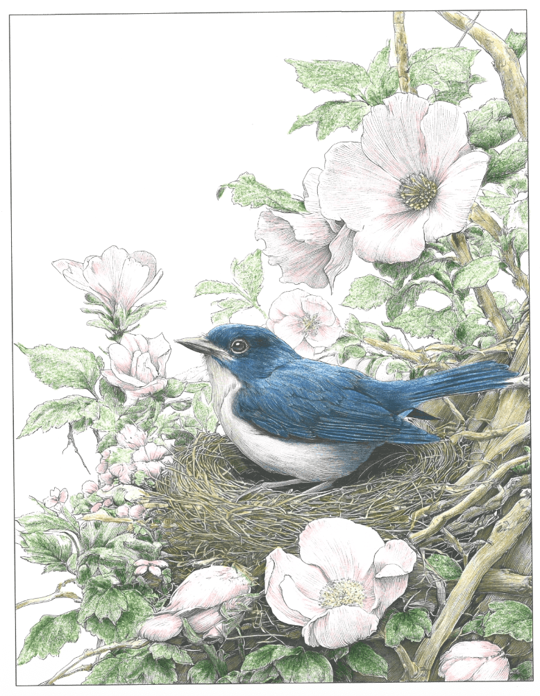 bird