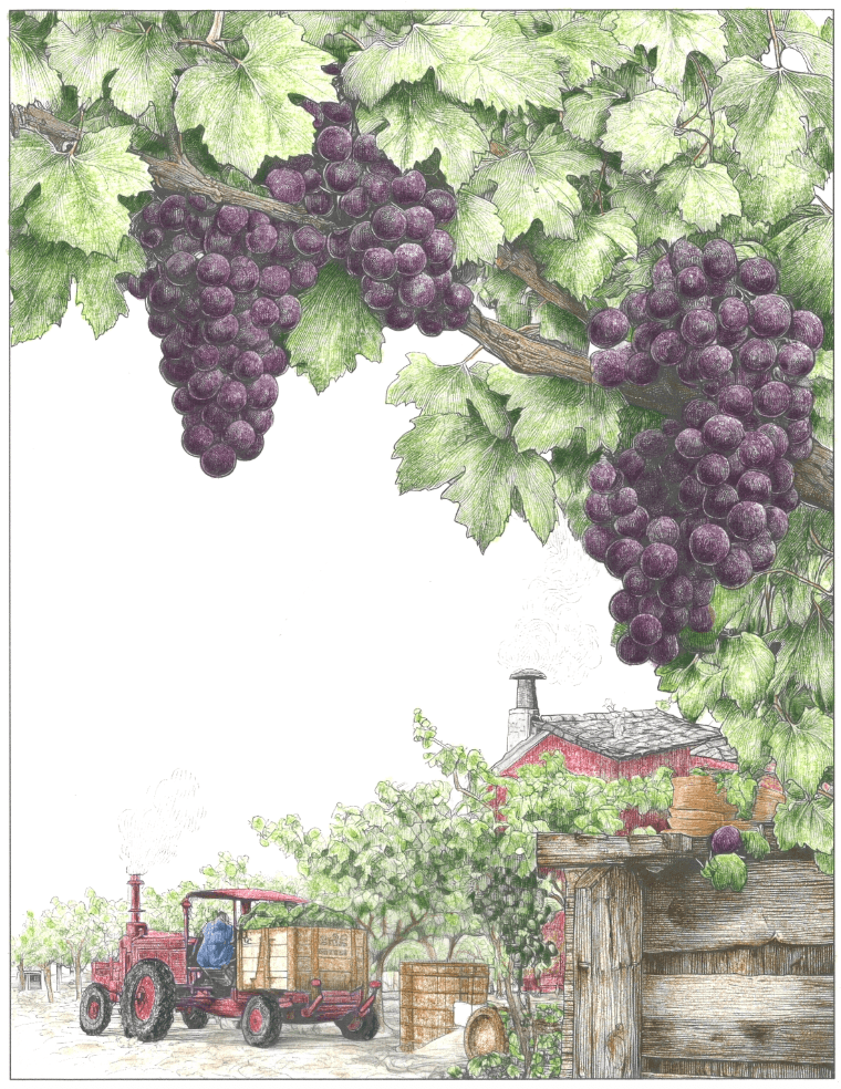 vineyard grapes