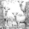 goats